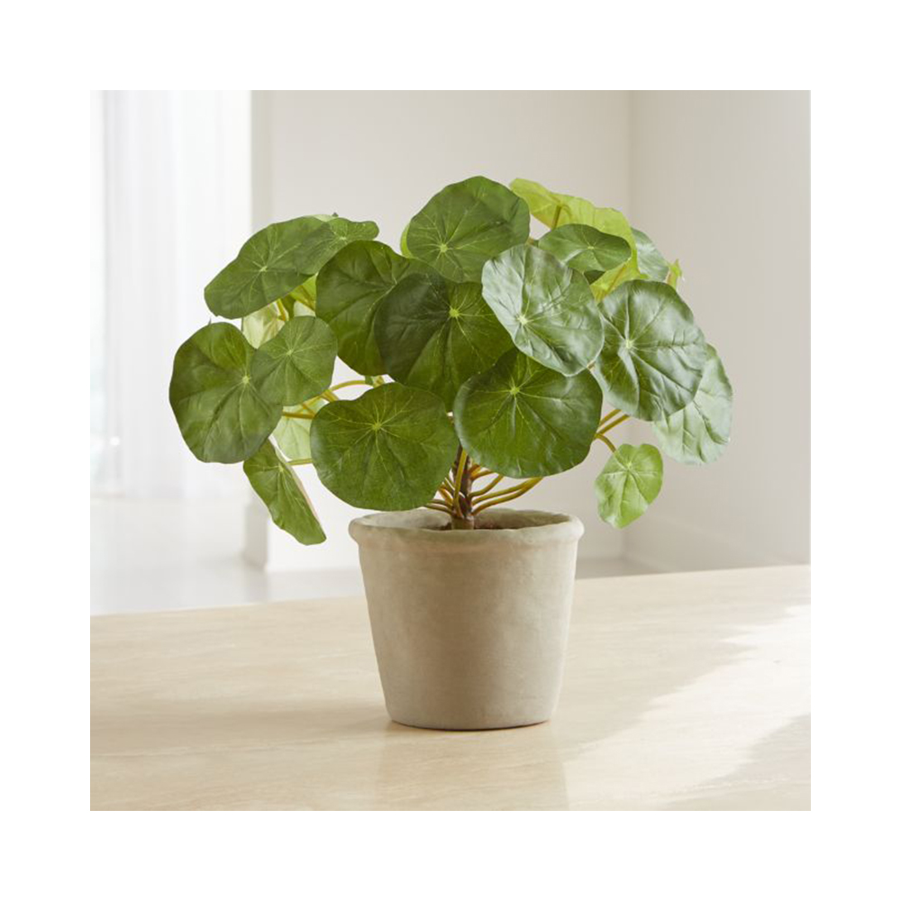 Crate Barrel Potted 金蓮花盆栽 特力 購物網 Line購物