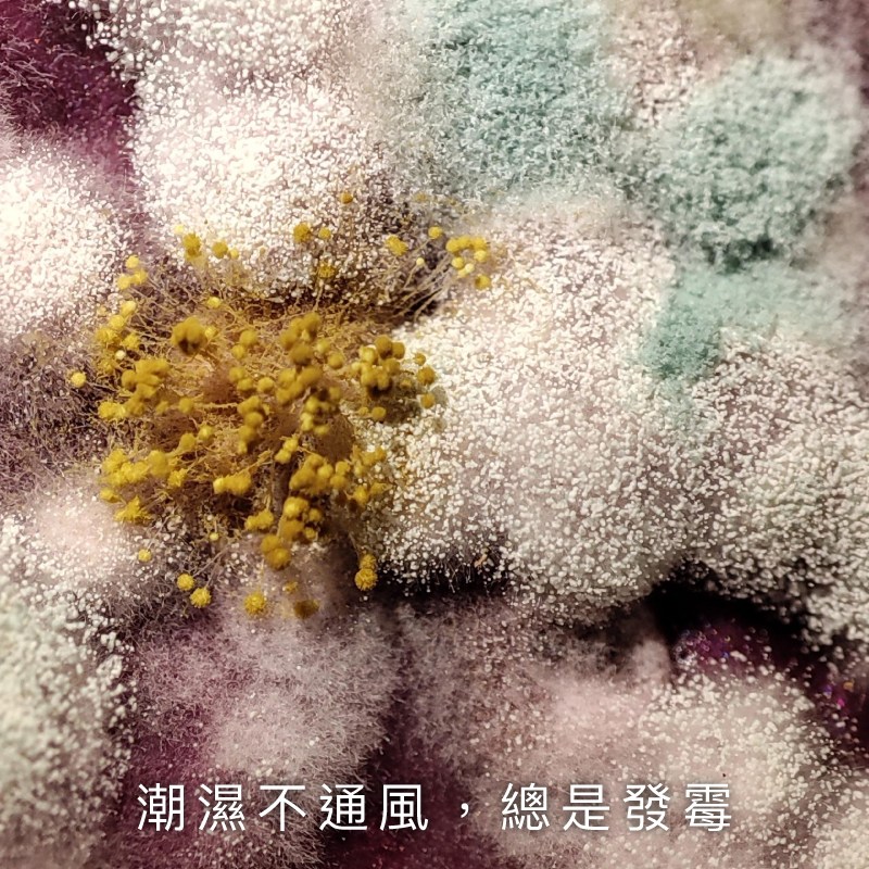 免螺絲角鋼衣架正面展示，層板與吊衣桿結構清晰可見